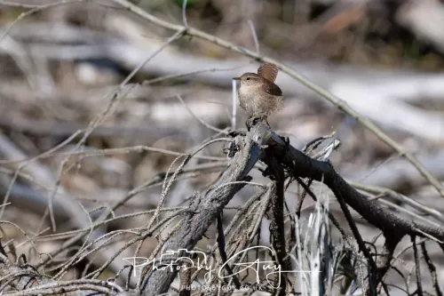 22 April 2026 - Balnakailly, Bute - Wren