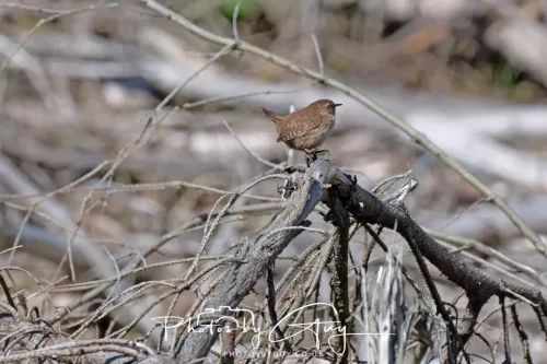 22 April 2026 - Balnakailly, Bute - Wren