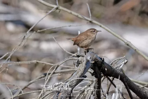 22 April 2026 - Balnakailly, Bute - Wren