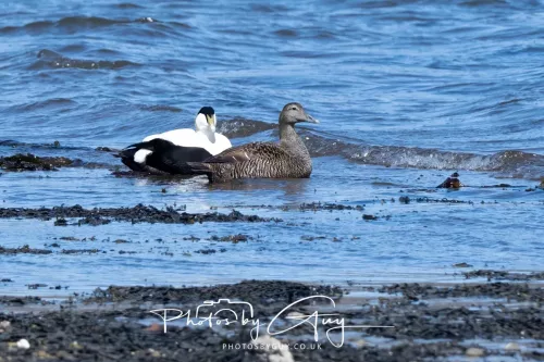 22 April 2026 - Balnakailly, Bute - Eider Duck