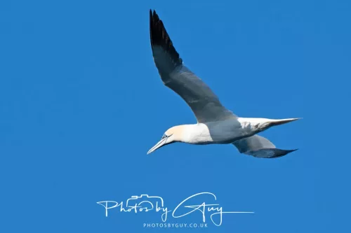 25 April 2026 Kingscross, Isle of Arran - Gannet