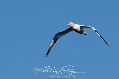 25 April 2026 Kingscross, Isle of Arran - Gannet