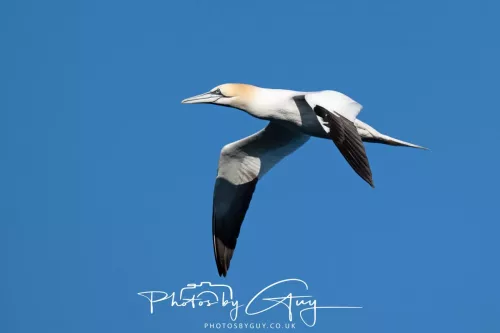 25 April 2026 Kingscross, Isle of Arran - Gannet