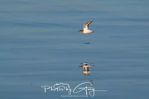25 April 2026 Kingscross, Isle of Arran - Sandpiper