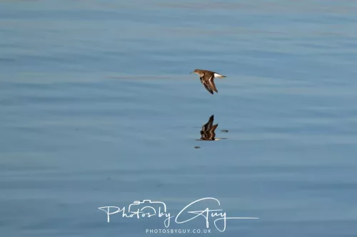 25 April 2026 Kingscross, Isle of Arran - Sandpiper