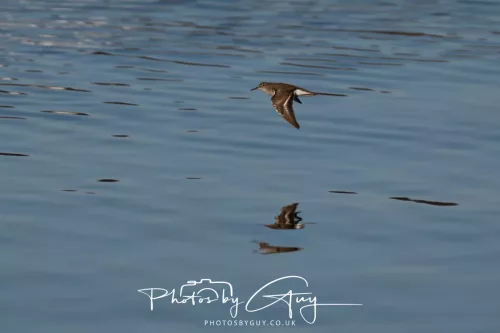 25 April 2026 Kingscross, Isle of Arran - Sandpiper
