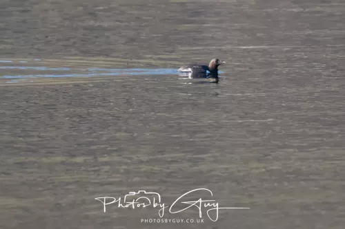 25 April 2026 Kingscross, Isle of Arran - Guillemot