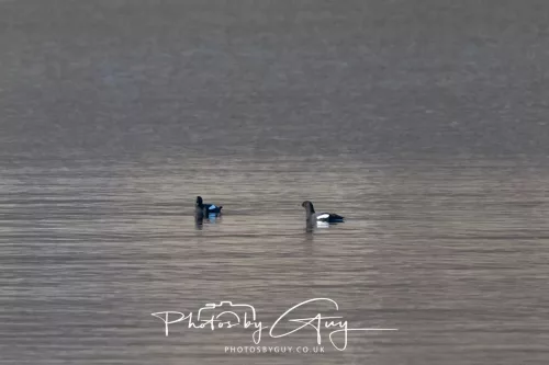 25 April 2026 Kingscross, Isle of Arran - Guillemot's