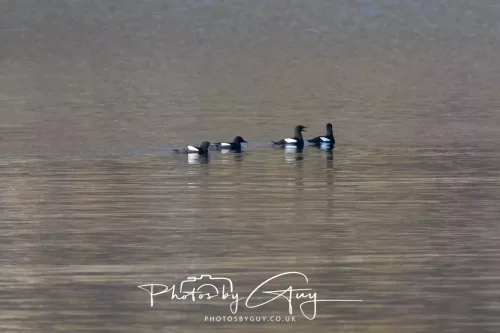 25 April 2026 Kingscross, Isle of Arran - Guilliomots