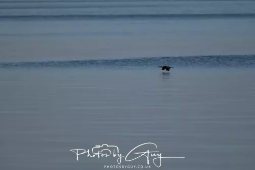 25 April 2026 Kingscross, Isle of Arran - Cormorant