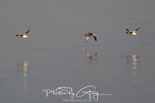 25 April 2026 Kingscross, Isle of Arran - Red-Breasted Merganser