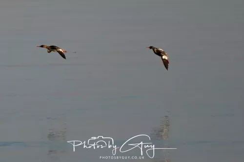 25 April 2026 Kingscross, Isle of Arran - Red-Breasted Merganser