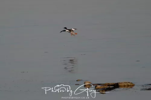 25 April 2026 Kingscross, Isle of Arran - Red-Breasted Merganser