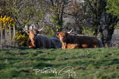 25 April 2026 Kingscross, Isle of Arran - Highland Cow