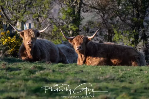 25 April 2026 Kingscross, Isle of Arran - Highland Cow