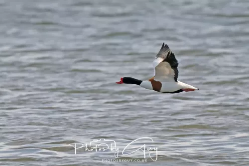 22 April 2026 - Balnakailly, Bute - Shellduck