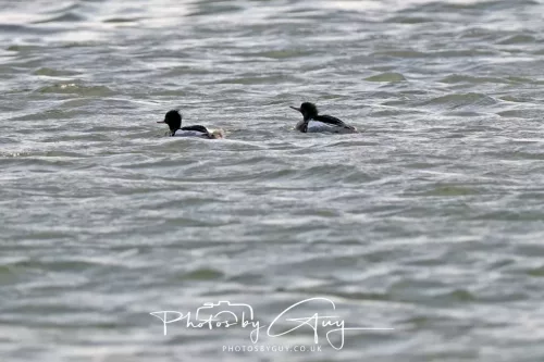 22 April 2026 - Scalpsie, Bute - Red Breasted Merganser