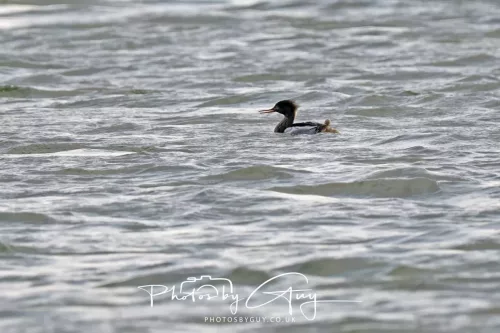 22 April 2026 - Scalpsie, Bute - Red Breasted Merganser