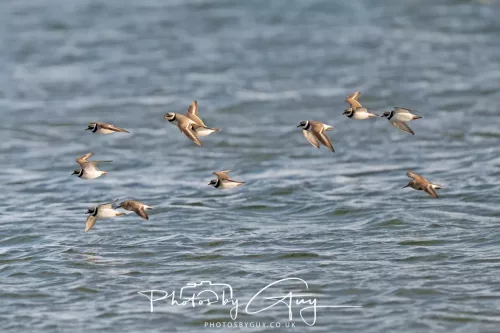 22 April 2026 - Scalpsie, Bute - Ringed Plovers