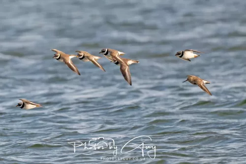 22 April 2026 - Scalpsie, Bute - Ringed Plovers