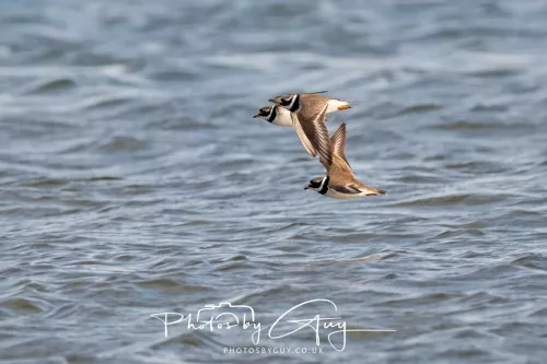 22 April 2026 - Scalpsie, Bute - Ringed Plovers