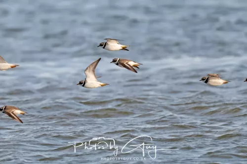 22 April 2026 - Scalpsie, Bute - Ringed Plovers