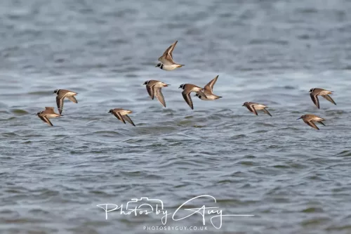 22 April 2026 - Scalpsie, Bute - Ringed Plovers