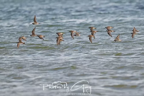 22 April 2026 - Scalpsie, Bute - Ringed Plovers
