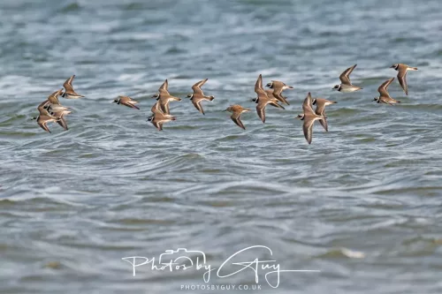 22 April 2026 - Scalpsie, Bute - Ringed Plovers
