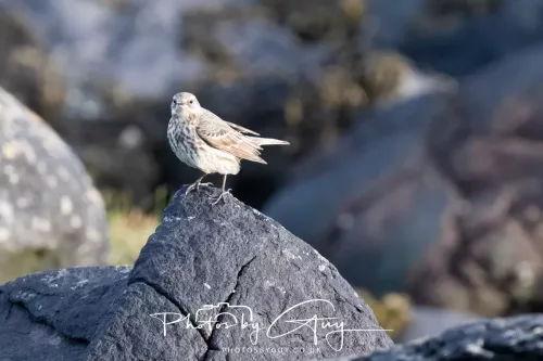 22 April 2026 -Scalpsie Bute - rock ~Pipit