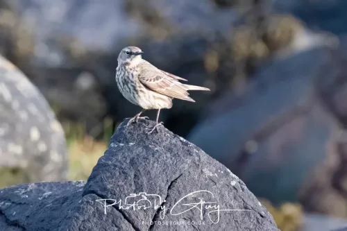 22 April 2026 -Scalpsie Bute - rock ~Pipit