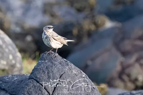 22 April 2026 -Scalpsie Bute - rock ~Pipit