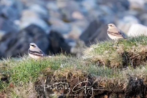 22 April 2026 -Scalpsie Bute - Wheatear