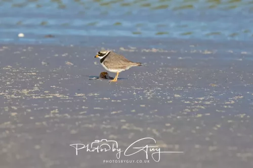 22 April 2026 -Scalpsie Bute - Ringed Plover