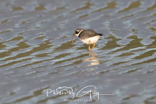 22 April 2026 -Scalpsie Bute - Ringed Plover