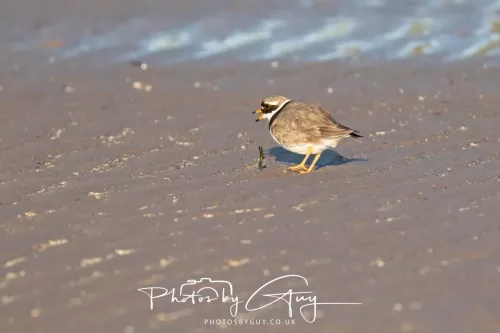 22 April 2026 -Scalpsie Bute - Ringed Plover