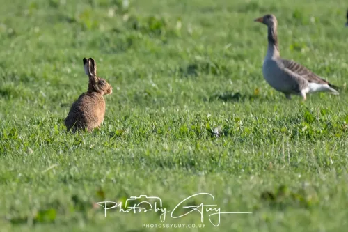23 April 2026 - Glenchatten Bay , Isle of Bute, Scotland -Hare