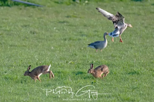 23 April 2026 - Glenchatten Bay , Isle of Bute, Scotland -Hare