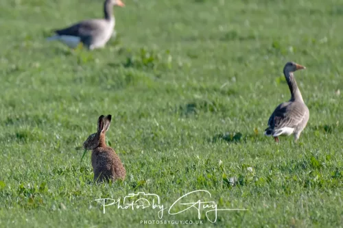 23 April 2026 - Glenchatten Bay , Isle of Bute, Scotland -Hare