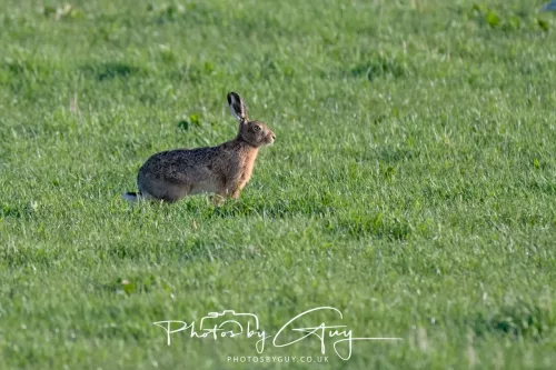 23 April 2026 - Glenchatten Bay , Isle of Bute, Scotland -Hare