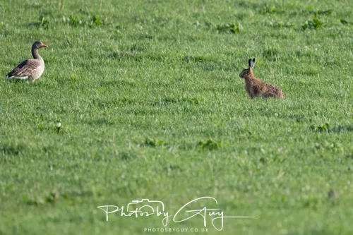 23 April 2026 - Glenchatten Bay , Isle of Bute, Scotland -Hare