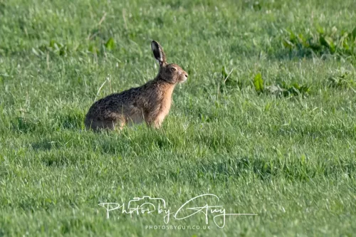 23 April 2026 - Glenchatten Bay , Isle of Bute, Scotland -Hare