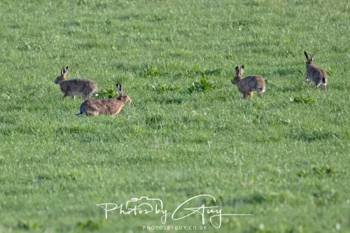 23 April 2026 - Glenchatten Bay , Isle of Bute, Scotland -Hare