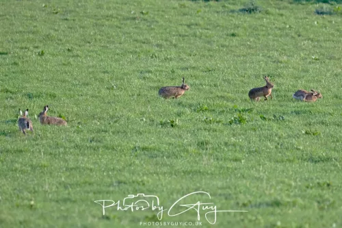 23 April 2026 - Glenchatten Bay , Isle of Bute, Scotland -Hare