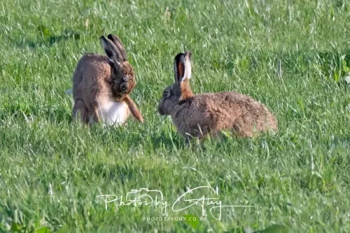 23 April 2026 - Glenchatten Bay , Isle of Bute, Scotland -Hare