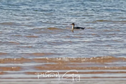23 April 2026 - Glenchatten Bay , Isle of Bute, Scotland -Red Breasted Merganser