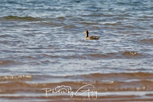 23 April 2026 - Glenchatten Bay , Isle of Bute, Scotland -Red Breasted Merganser