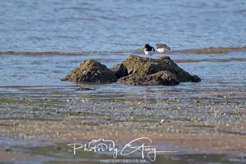 23 April 2026 - Glenchatten Bay , Isle of Bute, Scotland -Oyster catcher