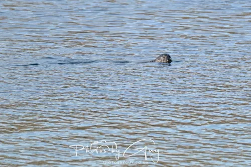 23 April 2026 - Glenchatten Bay , Isle of Bute, Scotland -Seal