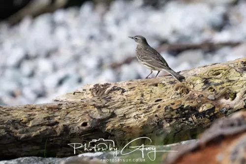 23 April 2026 - Ettrick Bay , Isle of Bute, Scotland - Rock Pipit